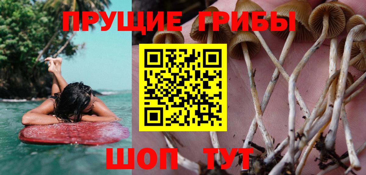 Галлюциногенные грибы MAGIC MUSHROOMS  Псилоцибиновые грибы Psilocybe  Брянск  Вход с VPN 